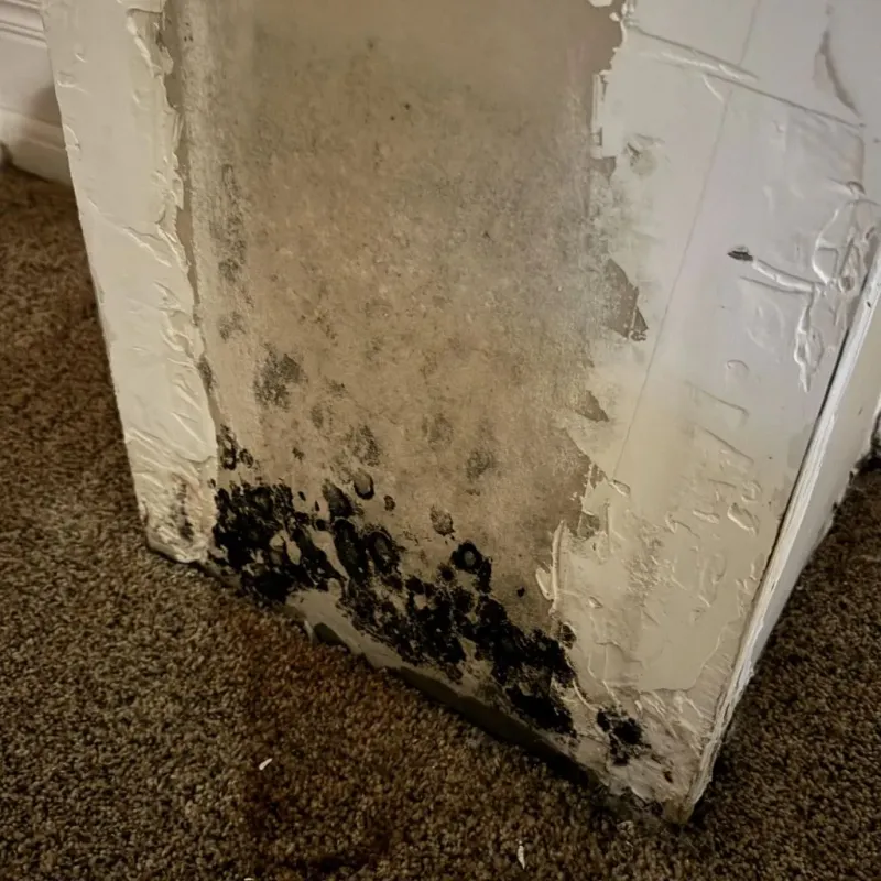 Professional Mold Removal in Arkoma, OK